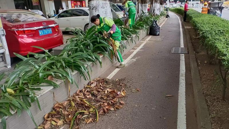 室内垂直绿化植物推荐排名：打造绿色空间的艺术选择