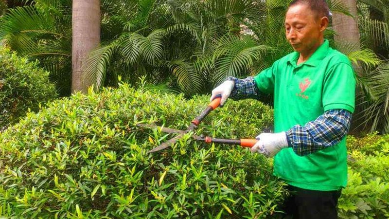 庭院常绿植物，如何选择最佳方案？**